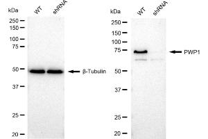 Western blotting analysis using PWP1 antibody (ABIN7800071). (Recombinant PWP1 anticorps)