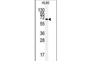 Western blot analysis of anti-HS Pab (ABIN388133 and ABIN2846370) in HL60 cell line lysates (35 μg/lane).