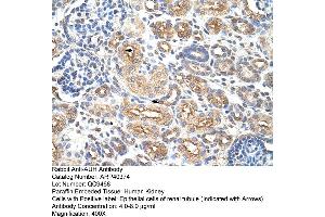 Rabbit Anti-AUH Antibody  Paraffin Embedded Tissue: Human Kidney Cellular Data: Epithelial cells of renal tubule Antibody Concentration: 4. (AUH anticorps  (C-Term))