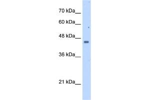 WB Suggested Anti-FDFT1 Antibody Titration:  2.