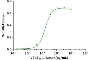 VEGF165, Human stimulates proliferation of HUVEC cells. (VEGF Protéine)