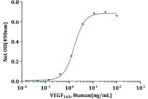 VEGF165, Human stimulates proliferation of HUVEC cells.