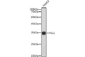 Western blot analysis of extracts of HepG2 cells, using FGL1 antibody (ABIN7267179) at 1:1000 dilution. (FGL1 anticorps)
