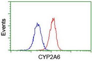 Image no. 10 for anti-Cytochrome P450, Family 2, Subfamily A, Polypeptide 6 (CYP2A6) antibody (ABIN1497724)