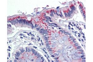 Anti-PDIA3 / ERp57 antibody IHC of human colon. (PDIA3 anticorps)