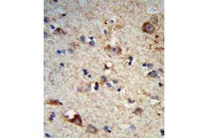 Immunohistochemistry (IHC) image for anti-Exostosin 2 (EXT2) antibody (ABIN3004162) (EXT2 anticorps)