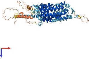 AlphaFold protein structure predicition of Mouse Recombinant Slc43a2 Protein, UniprotID Q8CGA3