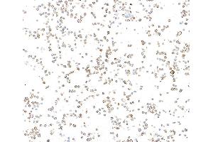 Immunocytochemistry (ICC) image for anti-Biotin antibody (ABIN7795748) (Recombinant Biotin anticorps)