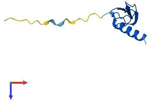 AlphaFold protein structure predicition of Mouse Recombinant Elof1 Protein, UniprotID P60003