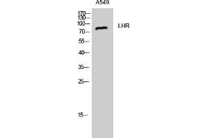 Western Blot analysis of A549 cells using LHR Polyclonal Antibody.