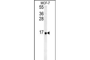 RPS26 Antibody (N-term)&65288,Cat(ABIN651454 and ABIN2840248)&65289,western blot analysis in MCF-7 cell line lysates (35 μg/lane). (RPS26 anticorps  (N-Term))