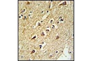 Formalin-Fixed, Paraffin-Embedded Human brain tissue reacted with RPL18A Antibody (C-term), which was peroxidase-conjugated to the secondary antibody, followed by DAB staining.