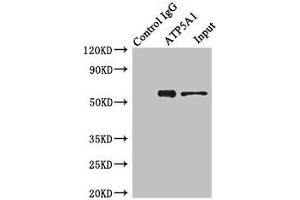 Immunoprecipitating ATP5A1 in Hela whole cell lysate Lane 1: Rabbit control IgG instead of (1? (ATP5F1A (AA 59-257) anticorps)