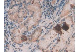IHC-P analysis of Human Stomach Tissue, with DAB staining. (beta Defensin 1 anticorps  (AA 22-69))