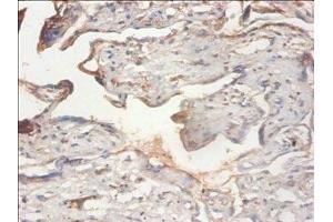 Immunohistochemistry of paraffin-embedded human placenta tissue using ABIN7163064 at dilution of 1:100