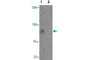 Western blot analysis of PIWIL3 in NIH/3T3 cell lysate with PIWIL3 polyclonal antibody  at 1 ug/mL in (1) the absence and (2) the presence of blocking peptide. (PIWIL3 anticorps  (N-Term))