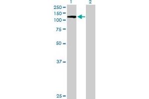 Western Blot analysis of PECAM1 expression in transfected 293T cell line by PECAM1 MaxPab polyclonal antibody.