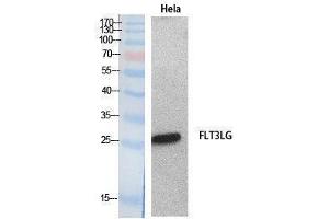 Western Blotting (WB) image for anti-Fms-Related tyrosine Kinase 3 Ligand (FLT3LG) (Internal Region) antibody (ABIN3181060) (FLT3LG anticorps  (Internal Region))
