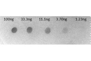 Dot Blot of Goat F(ab')2 Anti-HUMAN IgG F(c) Alkaline Phosphatase Conjugated Antibody Min X Bv Hs Ms & Rt Serum Proteins. (Chèvre anti-Humain IgG (Fc Region) Anticorps (Alkaline Phosphatase (AP)) - Preadsorbed)