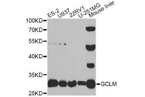 Western blot analysis of extracts of various cell lines, using GCLM antibody. (GCLM anticorps  (AA 1-274))