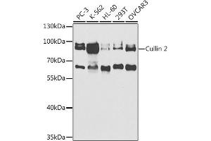 Western blot analysis of extracts of various cell lines, using Cullin 2 antibody (ABIN6129299, ABIN6139249, ABIN6139250 and ABIN6220930) at 1:1000 dilution. (Cullin 2 anticorps  (AA 40-310))