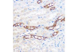 Immunohistochemistry of paraffin-embedded Mouse kidney using WWC2 Rabbit pAb (ABIN7271389) at dilution of 1:100 (40x lens). (WWC2 anticorps)