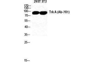 Western Blotting (WB) image for anti-Neurotrophic Tyrosine Kinase, Receptor, Type 1 (NTRK1) (Thr183), (Tyr185) antibody (ABIN3187344) (TRKA anticorps  (Thr183, Tyr185))