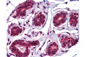 Anti-JMJD5 antibody IHC of human breast. (JMJD5 anticorps  (C-Term))