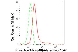 Flow cytometric analysis of Phospho-Nrf2 (S40) expression in HeLa cells using Phospho-Nrf2 (S40) antibody (ABIN7799630), 1:2,000). (Recombinant NRF2 anticorps  (pSer40))