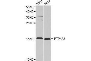 Western blot analysis of extracts of various cell lines, using PTP4A3 antibody. (PTP4A3 anticorps  (AA 1-148))
