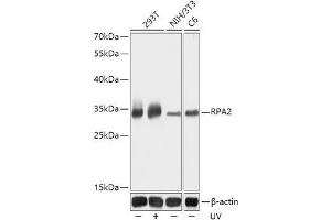 Western blot analysis of extracts of various cell lines using RPA2 Polyclonal Antibody at dilution of 1:1000. (RPA2 anticorps)