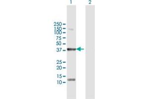 Western Blot analysis of STYK1 expression in transfected 293T cell line by STYK1 MaxPab polyclonal antibody.