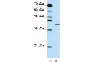 Western Blotting (WB) image for anti-Zinc Finger Protein 42 (ZFP42) antibody (ABIN2461325) (ZFP42 anticorps)