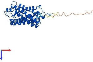 AlphaFold protein structure predicition of Human Recombinant AQP9 Protein, UniprotID O43315