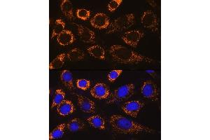 Immunofluorescence analysis of NIH/3T3 cells using P4H Rabbit pAb (ABIN6132886, ABIN6145137, ABIN6145138 and ABIN6217878) at dilution of 1:100. (P4HA3 anticorps  (AA 20-110))