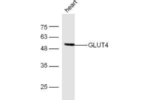 Mouse heart lysates probed with Anti-GLUT4 Polyclonal Antibody  at 1:5000 90min in 37˚C.
