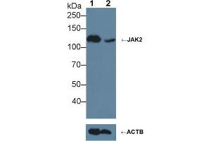 Knockout Varification: ;Lane 1: Wild-type Jurkat cell lysate; ;Lane 2: JAK2 knockout Jurkat cell lysate; ;Predicted MW: 130kDa ;Observed MW: 130kDa;Primary Ab: 3µg/ml Rabbit Anti-Human JAK2 Antibody;Second Ab: 0. (JAK2 anticorps  (AA 508-800))
