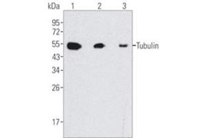 Western Blotting (WB) image for anti-Tubulin, beta (TUBB) antibody (ABIN1109366) (TUBB anticorps)