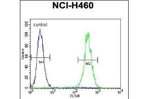 LRRC38 Antibody (C-term) (ABIN655842 and ABIN2845255) flow cytometric analysis of NCI- cells (right histogram) compared to a negative control cell (left histogram). (LRRC38 anticorps  (C-Term))