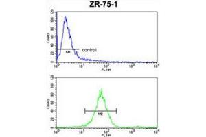 ATP5C1 Antibody (N-term) FC analysis of ZR-75-1 cells (bottom histogram) compared to a negative control cell (top histogram).