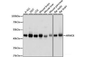 Western blot analysis of extracts of various cell lines using ARMC6 Polyclonal Antibody at dilution of 1:1000. (ARMC6 anticorps)