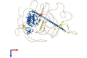 AlphaFold protein structure predicition of Human Recombinant MAP3K9 Protein, UniprotID P80192