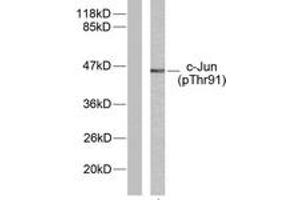 Western blot analysis of extracts from HeLa cells treated with UV, using c-Jun (Phospho-Thr91) Antibody. (C-JUN anticorps  (pThr91))