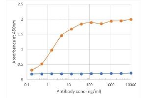 Binding curve of anti-CD27 antibody LG. (Recombinant CD27 anticorps)