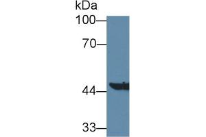 Western Blot; Sample: Mouse Liver lysate; Primary Ab: 1µg/ml Rabbit Anti-Mouse AADAT Antibody Second Ab: 0. (AADAT anticorps  (AA 99-425))