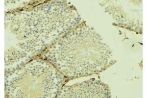ABIN6274911 at 1/100 staining Mouse testis tissue by IHC-P. (B4GALT3 anticorps  (Internal Region))