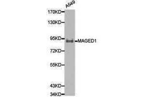 Western Blotting (WB) image for anti-Melanoma Antigen Family D, 1 (MAGED1) antibody (ABIN1873587) (MAGED1 anticorps)