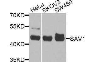 Western blot analysis of extracts of various cell lines, using S antibody (ABIN6132632, ABIN6147400, ABIN6147401 and ABIN6225327) at 1:1000 dilution. (SAV1 anticorps  (AA 1-210))