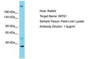 Image no. 1 for anti-Integrator Complex Subunit 1 (INTS1) (N-Term) antibody (ABIN6750568) (INTS1 anticorps  (N-Term))