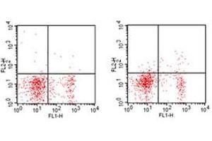 Flow Cytometry - Rat anti-MOUSE CD25 PE Flow Cytometry of Rat anti-MOUSE CD25 antibody Phycoerythrin conjugated.